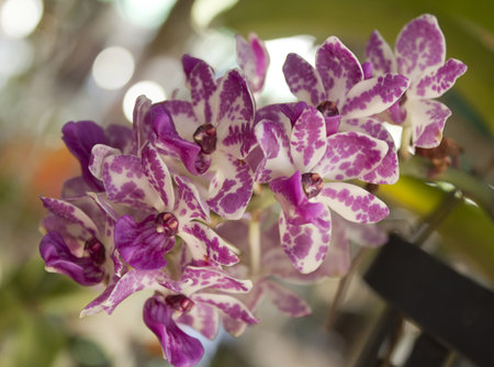 Thai flora purple and whith color