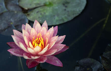 Violet lotus, special new color from Thailand.の写真素材
