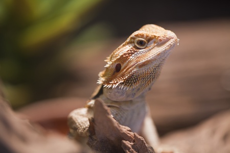 Bearded dragon on the wood.の写真素材