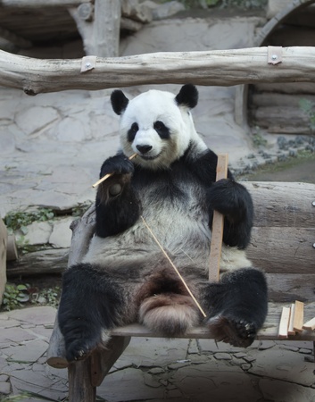 Panda siting and eating bambooの写真素材