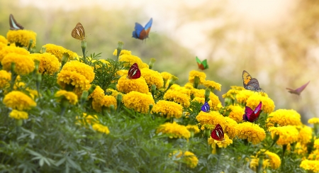 Marigold Yellow Flower with butterfly and moring light.の写真素材