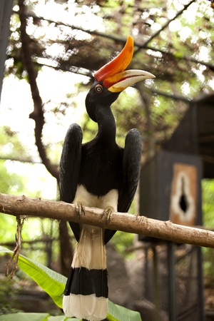 Hornbill bird (Bird of paradise) on branch. Borneo exotic great hornbill bird on branch in Thailand. の写真素材