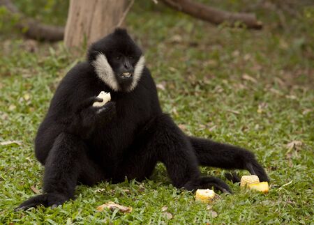 Black gibbons between eating in the green nature の写真素材