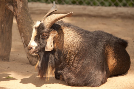  goat on the floor in the farm の写真素材