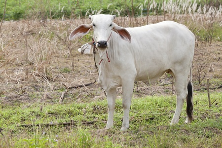 White milch cow with black spots grazing on green grassの写真素材