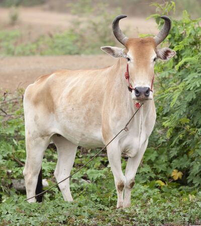 White cow and have long horn on green grassの写真素材