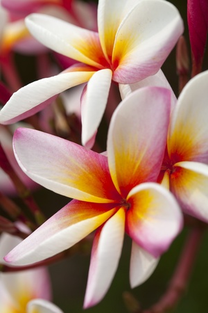 Colorful Plumeria flowers in nature background の写真素材