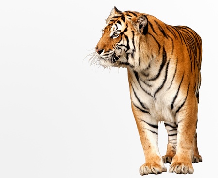 Portrait of a Royal Bengal tiger alert and staring at the cameraの写真素材