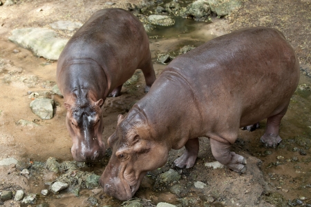 The hippopotamus is semi-aquatic, inhabiting rivers and lakes where territorial bulls preside over a stretch of river and groups of 5 to 30 females and young の写真素材