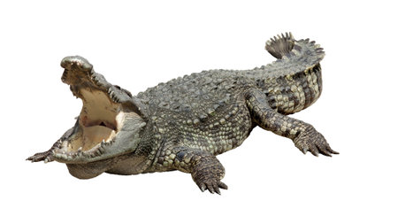 Asian crocodile sleep and relax action near the pool
