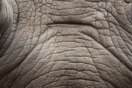 Rhino skin texture, from the head portion の写真素材