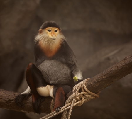 Portrait of Big yellow monkey stand on the rock の写真素材