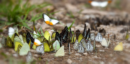 Many butterfly on the flow in the wild, selective focut at white butterfly の写真素材
