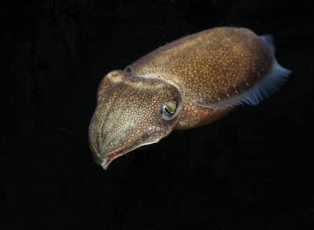 Live cuttlefish in the ocean with black isolated background 
