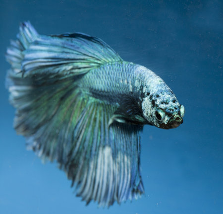 betta, siamese fighting fish isolated on blue background