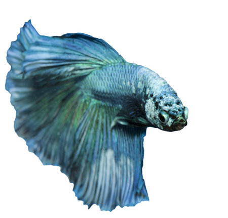 betta, siamese fighting fish isolated on white background