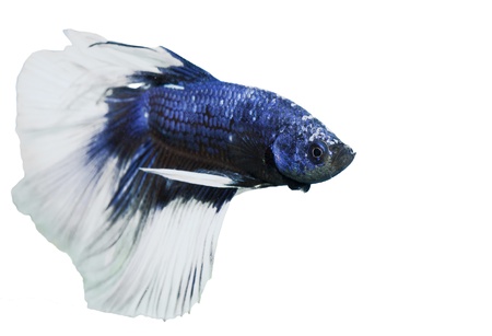 betta, siamese fighting fish isolated on white backgroundの写真素材