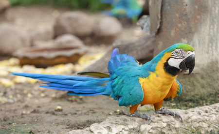 Macaw walking on the floor