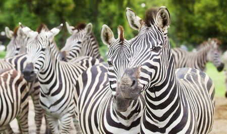 Zebra in Tanzania, East Africa の写真素材