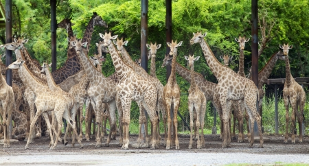 BANGKOK, THAILAND - AUG 26  Group of giraffe stand under foor in Safari wold World, popular place for relax in sunday in Thailand のeditorial素材