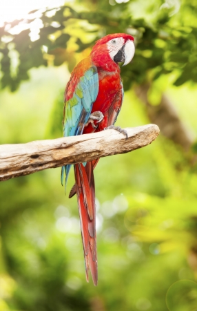 Couple of macaw parrots on nature backgroundの写真素材