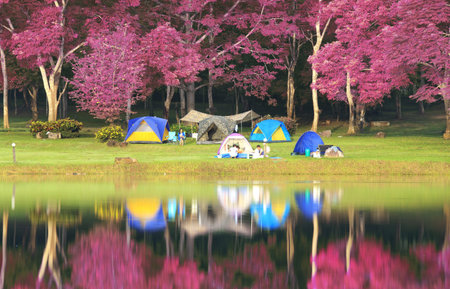 Landscape of pink garden and reflex in the river 
