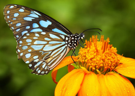 Blue butterfly fly in morning nature.