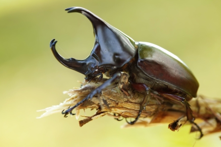Beetle の写真素材
