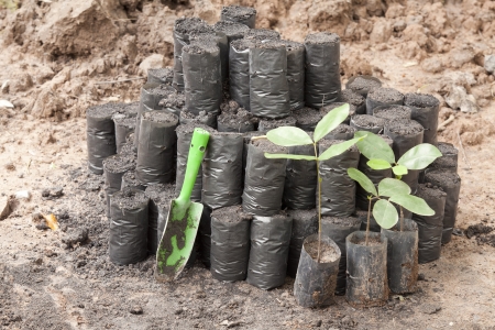 Fresh green pumpkin sprouts in the black bagの写真素材