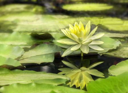 Yellow lotus selective focust one of four blooming with green nature background     の写真素材