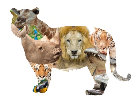 Many type animal in a tiger frame.の写真素材