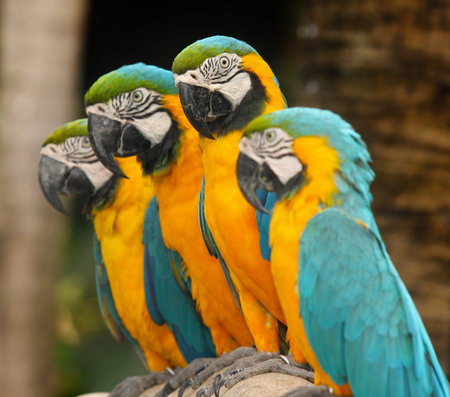 Colorful group of macaws sitting on log.の写真素材