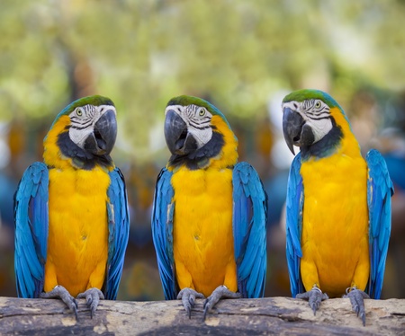 Blue macaws sitting on log の写真素材