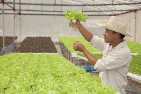 BANGKOK - JAN 4: An unidentified Thai farmer show hydroponic plant from Hyroponic fastival on Jan 4, 2013 in Bangkok, Thailand. The festival of hydroponic in SE Asia.のeditorial素材