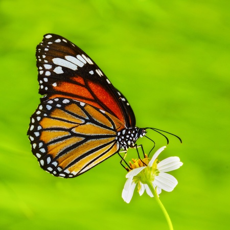 butterfly with clipping part and isolated background の写真素材