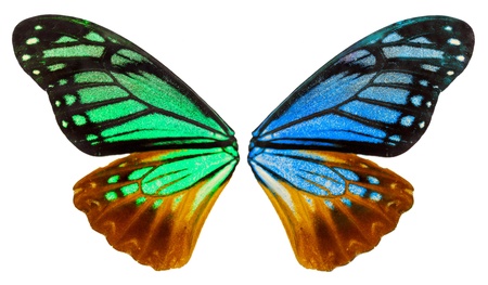 Wing of an ancient golden butterflyの写真素材