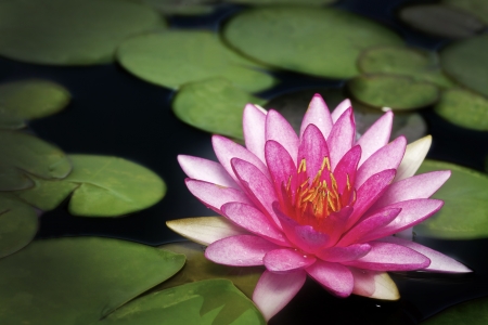 Pink lotus flot on the river gardent.の写真素材