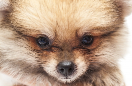 Closeup face of baby pomeranian の写真素材