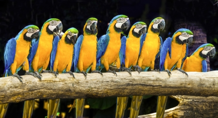 Blue macaws sitting on log with black background の写真素材