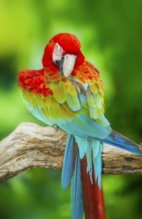 Portrait of Macaw in nature backgroundの写真素材