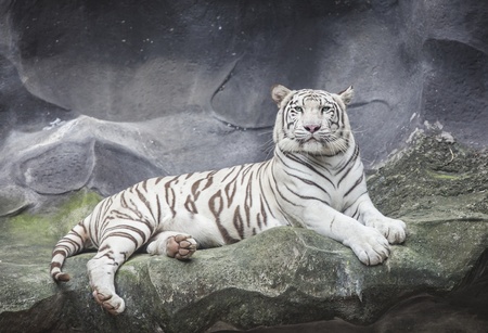 WHITE TIGER sleep on a rock の写真素材