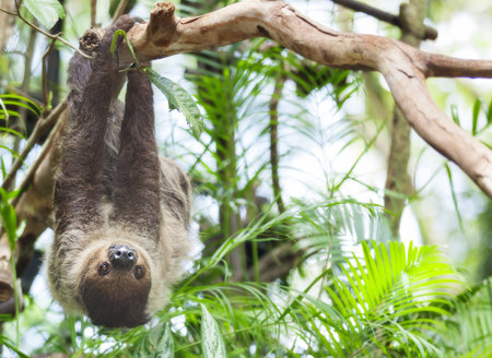 Three-toed Sloth in nature