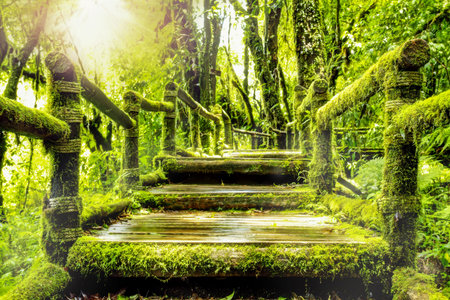 Moss around the wooden walkway in rain forest - Chiang Mai Province, Thailand