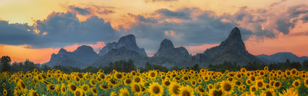 field of blooming sunflowers on a background sunsetの写真素材