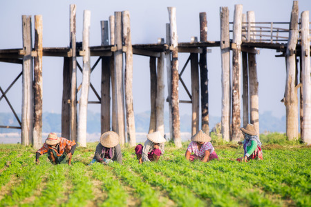 farmers at work around U-Bein Bridge, Amarapura, Mandalay, Myanmar, farm, agriculture, industrial conceptの写真素材