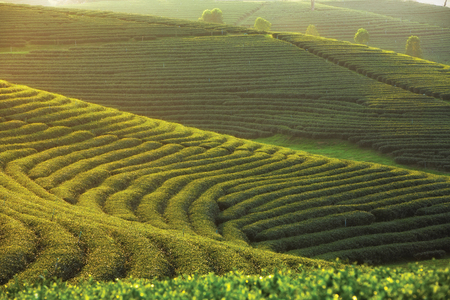 Sunset at choui fong tea farm,chiangrai, Thailandの写真素材