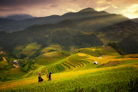 Rice fields on terraced of Mu Cang Chai, YenBai,  Rice fields prepare the harvest at Northwest Vietnam.Vietnam landscapes.の写真素材