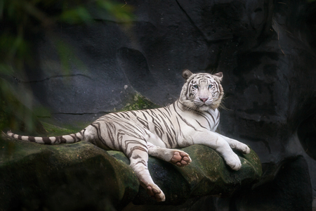 White tiger sit in cave, animal and zoo conceptの写真素材