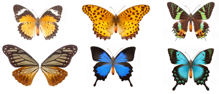 Blue butterfly with clipping part and isolated background.の写真素材