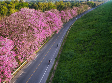 Bicycle road with pink flowe in Bangpra lake, Chonburi, Thailand , road, sport and fit conceptの写真素材